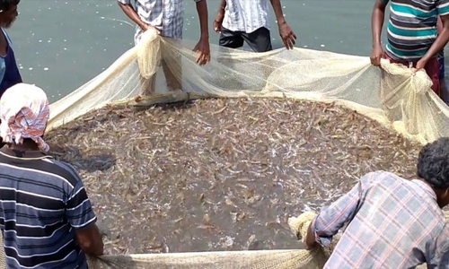 Bahrain bans shrimping for six months