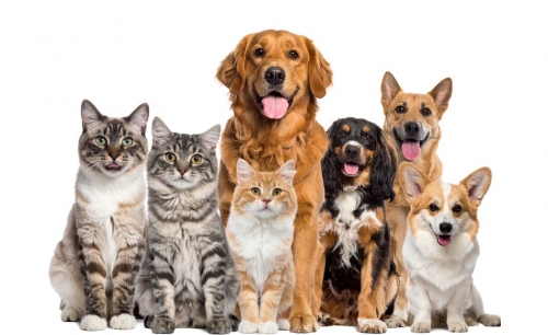 Jakarta bans cat and dog meat 