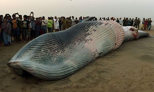 30-foot-long whale washed ashore in Mumbai
