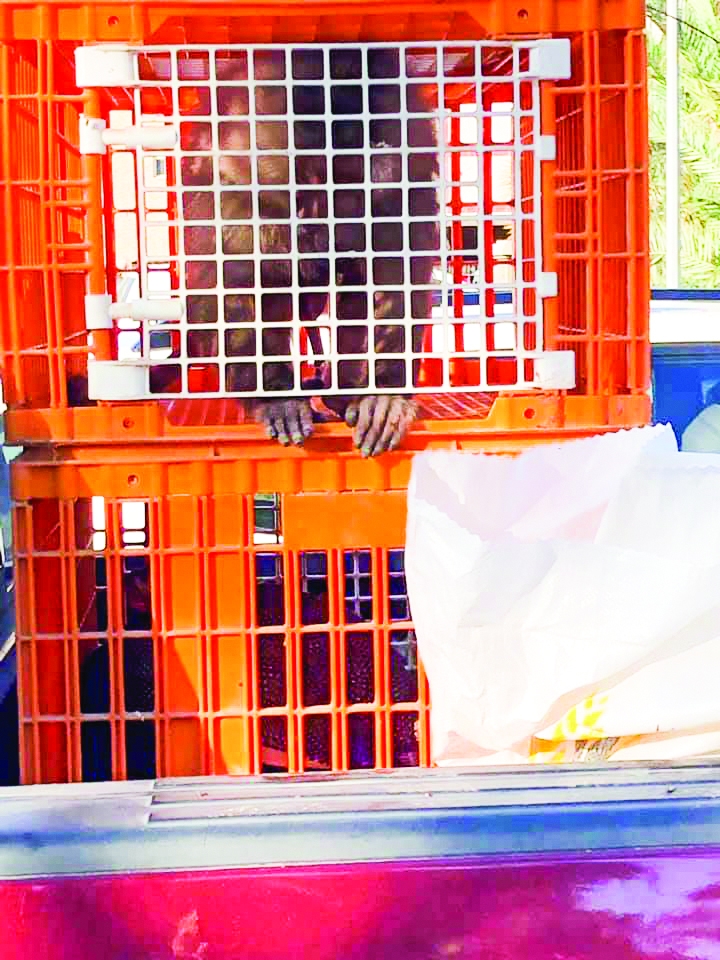 Violator warned over putting caged monkey on display at farmers market Violator warned over putting caged monkey on display at farmers market