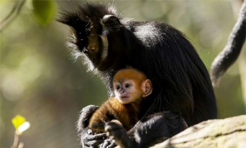 ‘Incredibly rare’ monkey born at Australian zoo