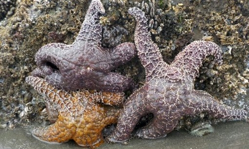Is climate change killing American starfish? Is climate change killing American starfish?