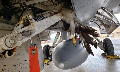 US stealth fighter suffers millions in damage from bird strike US stealth fighter suffers millions in damage from bird strike
