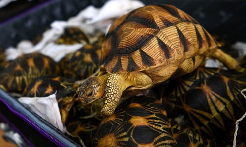 Malaysia seizes smuggled tortoises worth $300,000