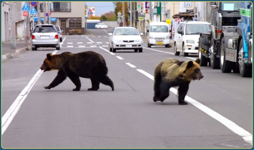 Japan Records Deadliest Year for Bear Attacks in Nearly Two Decades