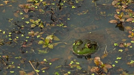 Female frogs far outnumber males in US suburbs: study