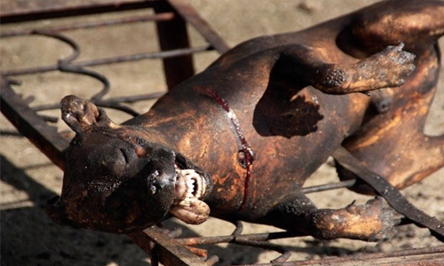 Five Cambodians die after eating infected dog meat