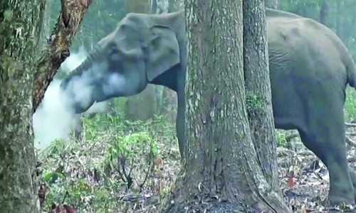 ‘Smoking’ elephant baffles experts ‘Smoking’ elephant baffles experts