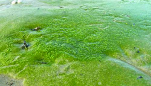 Algae biofuel is future: Research