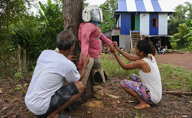 Cambodian Farmers Deploy Scarecrows To Ward Off Virus Cambodian Farmers Deploy Scarecrows To Ward Off Virus