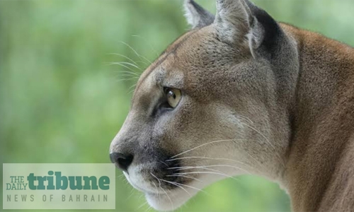 Three mountain lions shot in US after feeding on human remains Three mountain lions shot in US after feeding on human remains
