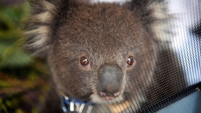 Koalas found dead on Australia logging plantation