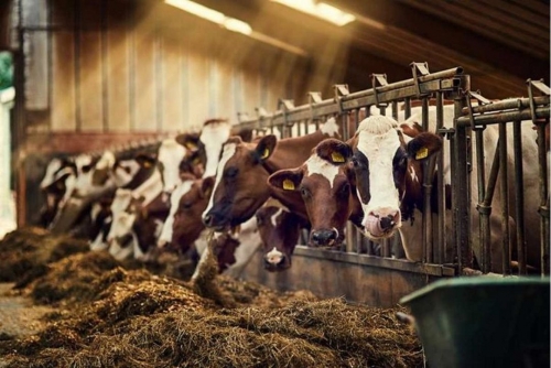 Bahrain food and livestock import checks tightened in 2024