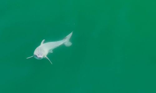 Possible 'first' sighting of newborn great white shark Possible 'first' sighting of newborn great white shark
