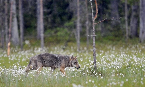 Finland begins controversial wolf hunt