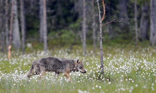 Finland begins controversial wolf hunt Finland begins controversial wolf hunt