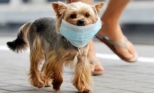 Smoking bad for pets: study