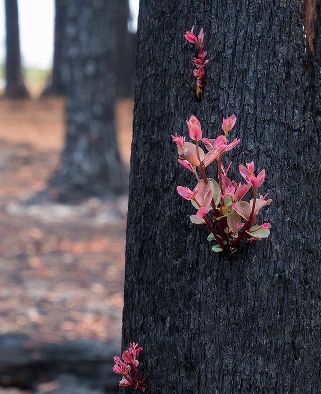 Australia fires: Plants photographed regrowing in ashes