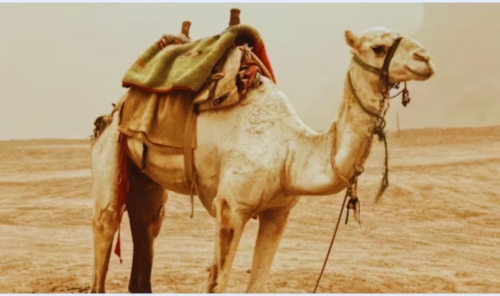 Camels now have official passports in Saudi Arabia