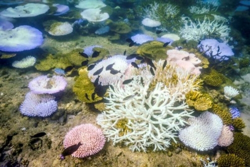 Great Barrier Reef suffers most widespread bleaching on record 
