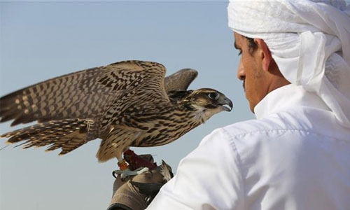 Shaheen Pigeon Flying Association to hold next tournament on April 29, May 1 Shaheen Pigeon Flying Association to hold next tournament on April 29, May 1