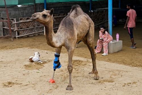 Pakistani camel relearns to walk with prosthetic leg Pakistani camel relearns to walk with prosthetic leg