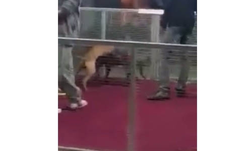 ‘Stricter laws needed to combat  animal abuse’