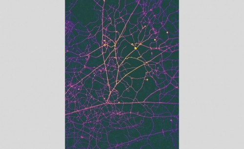 Scientist wins ‘Environment Nobel’ for shedding light on hidden fungal networks