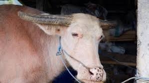 Bull escapes from farm in UAE, attacks three workers Bull escapes from farm in UAE, attacks three workers