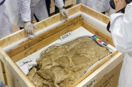 Smuggled dinosaur fossils return to Mongolia after two decades Smuggled dinosaur fossils return to Mongolia after two decades