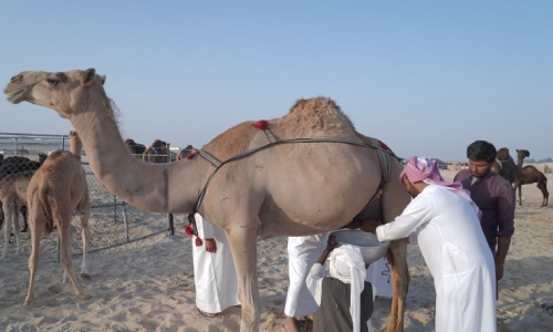 Al Wathba Milking Competition sees 300 camels compete during Shaikh Zayed Festival Al Wathba Milking Competition sees 300 camels compete during Shaikh Zayed Festival