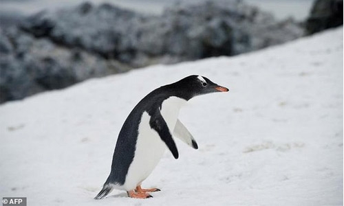 More Antarctic protections urged on World Penguin Day