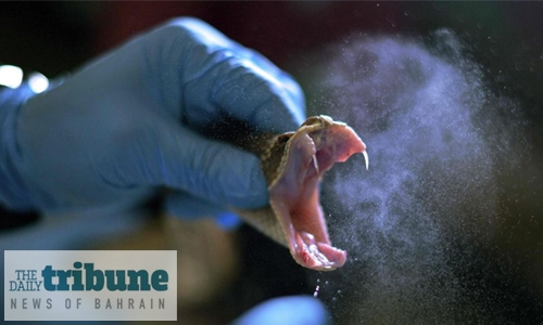 Brazil milks deadly snakes for their life-saving venom Brazil milks deadly snakes for their life-saving venom