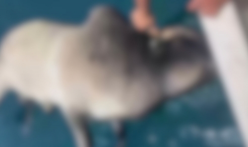 Four Livestock Carcasses Found Near Oyster Bed