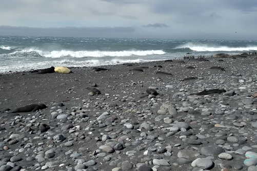 Australia to Pull 24 Staff From Macquarie Island Amid Bird Flu Fears Australia to Pull 24 Staff From Macquarie Island Amid Bird Flu Fears