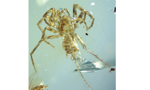 Spider with tail found trapped in amber