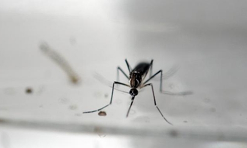 Texas reports case of sexually transmitted Zika virus