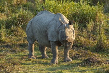 India floods threaten rare one-horned rhinos