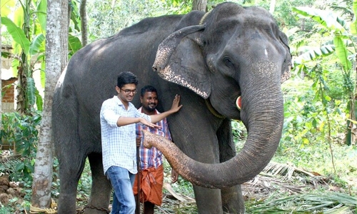 India’s ‘granny’ elephant dies aged 88
