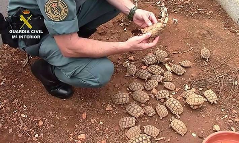 Police smash Europe’s ‘biggest’ illegal turtle farm Police smash Europe’s ‘biggest’ illegal turtle farm