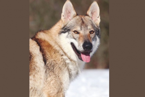 First wolf-dog hybrid confirmed in Greece 