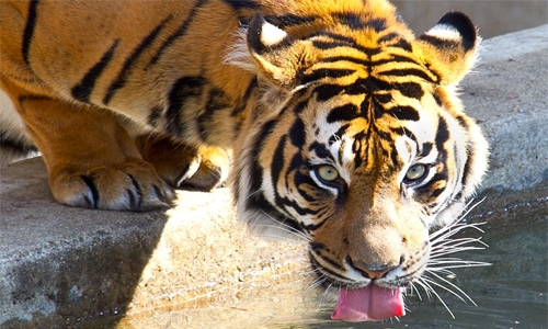 WWF urges closure of all tiger farms WWF urges closure of all tiger farms
