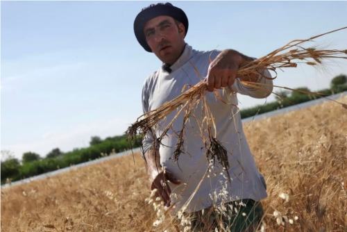 Euphrates Floods Devastate Farms in Eastern Syria Euphrates Floods Devastate Farms in Eastern Syria