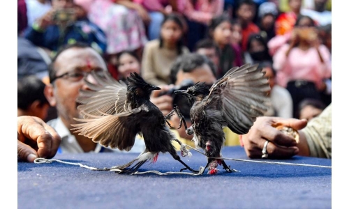Indian songbird fights return after cruelty ban overturned Indian songbird fights return after cruelty ban overturned