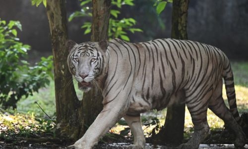 India's tiger population rises above 3,000