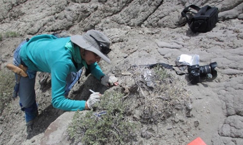 Veggie dinosaurs also liked a shellfish snack Veggie dinosaurs also liked a shellfish snack