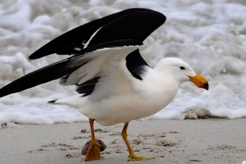 Bird flu detected in Australian seabird for first time Bird flu detected in Australian seabird for first time
