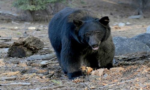 Nearly 300 bears killed in controversial Florida hunt Nearly 300 bears killed in controversial Florida hunt