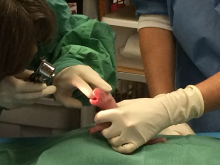 Bamboo-zled!  Giant panda surprises with birth of twins 