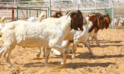 Proposal to establish new livestock market